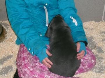 Labrador - Welpen mit Papiere !