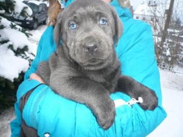 Labrador - Welpen mit Papiere !