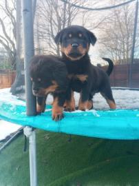 Rottweiler Welpen. . . 