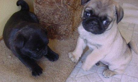 Mops welpen suchen neues Zuhause