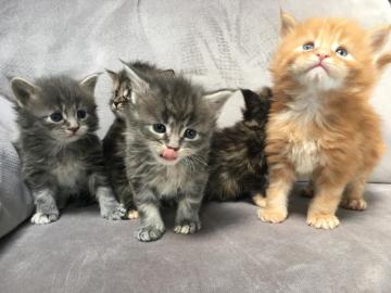 Registrierte Maine Coon Kittens