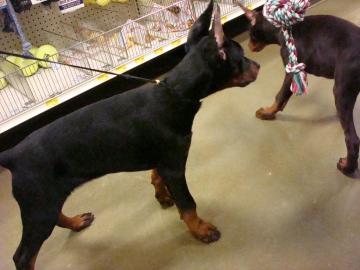 Dobermann Welpen aus gesunder Zucht !