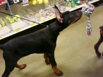 Dobermann Welpen aus gesunder Zucht !