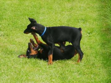 Dobermann Welpen aus gesunder Zucht !
