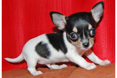 /////Chihuahua Welpen m.  Papieren///////