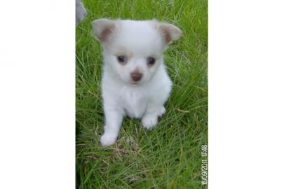 Wundersch�ne MINI MINI Chihuahua Welpen