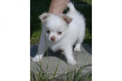 Wundersch�ne MINI MINI Chihuahua Welpen