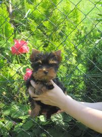 Wundersch�ne Yorkshire Terrier Welpen