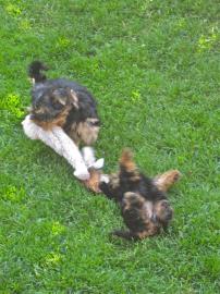 Wundersch�ne Yorkshire Terrier Welpen