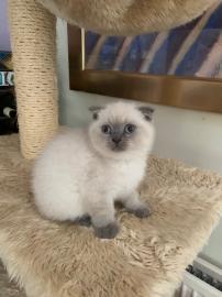 Erstaunliche Scottish Fold K?tzchen