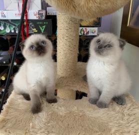 Erstaunliche Scottish Fold K?tzchen