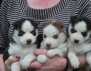 Siberian Huskies f�r