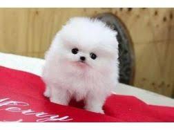 Pomeranian Welpen  f�r die Annahme