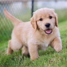Sch�ne golden retriever-Welpen f�r die R