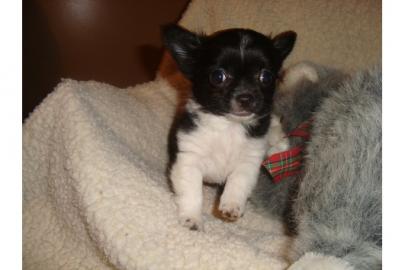 Chihhuahua welpen
