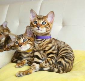 Toyger K?tzchen