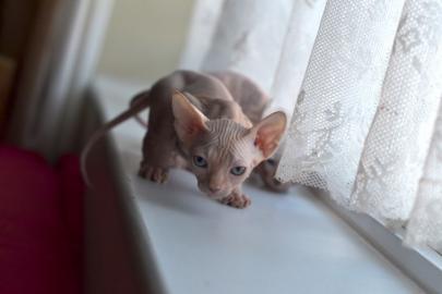Sch�ne Sphynx K�tzchen