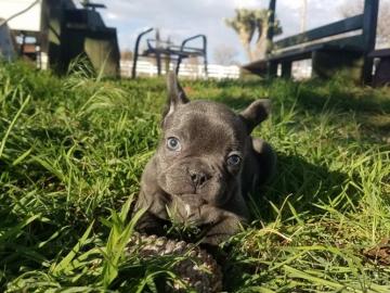 Franz�sische bulldogge Welpen
