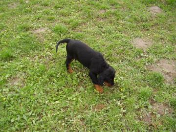 Gordon Setter Welpen