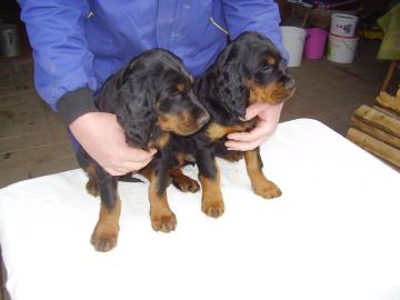 Gordon Setter Welpen