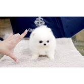 Zwergspitz / Pomeranian welpen