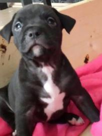American Pitbull Terrier 9 Wochen alt