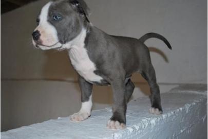 American Pitbull Terrier 9 Wochen alt