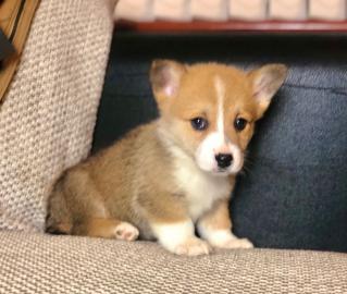 Welsh Corgi Welpen verf?gbar