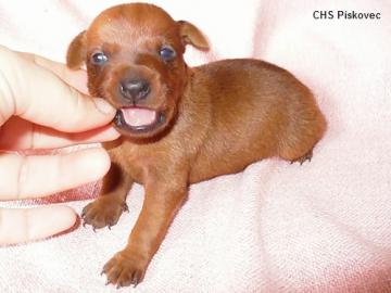 Zwergpinscher mit FCI Papieren
