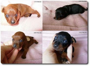 Zwergpinscher mit FCI Papieren