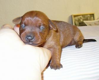 Zwergpinscher mit FCI Papieren