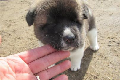 Akita Welpen