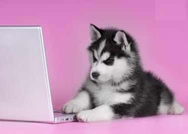 Wundersch�ne Siberian Husky Welpen