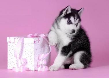Wundersch�ne Siberian Husky Welpen