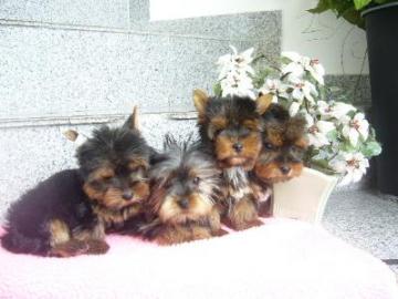 Bildsch�ne MINI Yorkshire Terrier Welpen