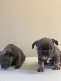 Sch?ne franz?sische Bulldoggenwelpen