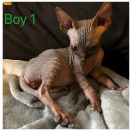 Wundersch?ne Sphynx-K?tzchen