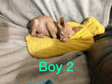 Wundersch?ne Sphynx-K?tzchen
