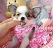 Se Mini Chihuahua Welpen mit FCI Papie