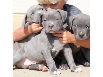 Spezielle kleine Pitbull Welpen