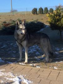 Tschechoslowakischer Wolfshund mit Stam. 