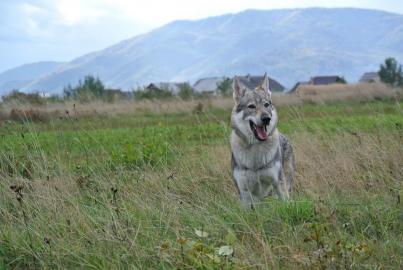 Tschechoslowakischer Wolfshund mit Stam. 