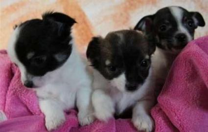 Bildh�bsche Chihuahua Welpen