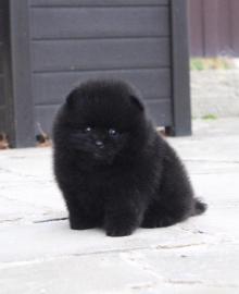 MINI Pomeranian Spitz Welpe