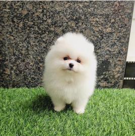 MINI Pomeranian Spitz Welpe