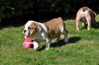 Englische Bulldogge Welpen zu Verkauf En