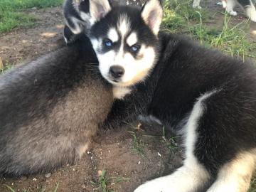 Siberian Husky Puppies Blaue Augen berei