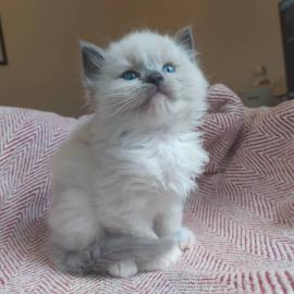 Ragdoll K?tzchen erh?ltlich