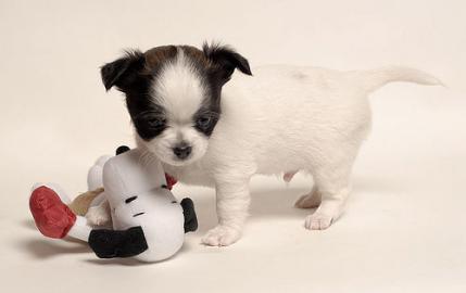 Mini Chihuahua kurzhaar, R�de 12 Wochen