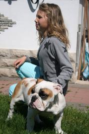Englische Bulldoggen, freiatmend 12 Woch